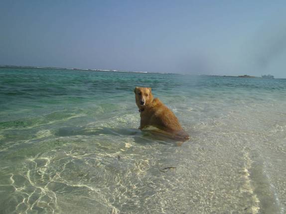 O Chimi fica de prontidão para ver se pesca alguma coisa em ilhota da grande barreira de corais de Belize